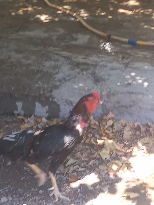 КОРЕЕЦ Хуроз сотилади