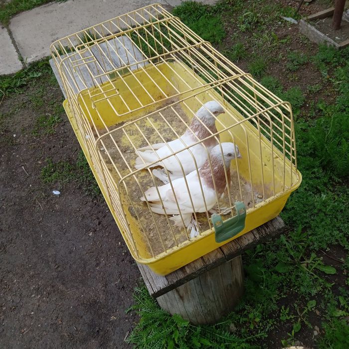 Продам домашних голубей.