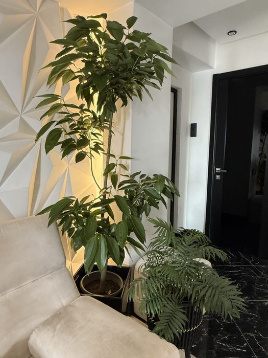 Корица дерево экзот