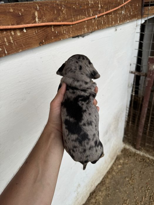 Femelă teckel arlequin