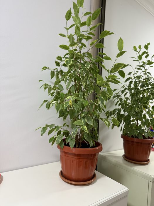 Фикус бенжамина