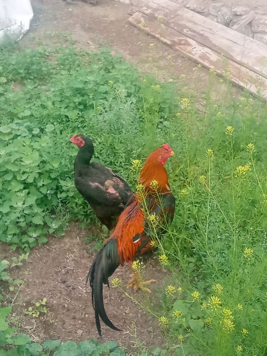 Дакан Дакан Дакан Дакан