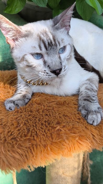 Бенгальский белоснежный котенок