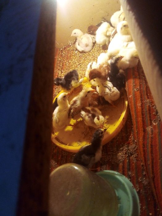 ganoy kareya jujalari sotuda