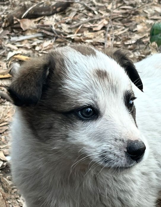 Щенки в добрые руки