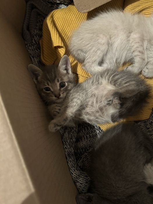 Отдадим котят в добрые руки