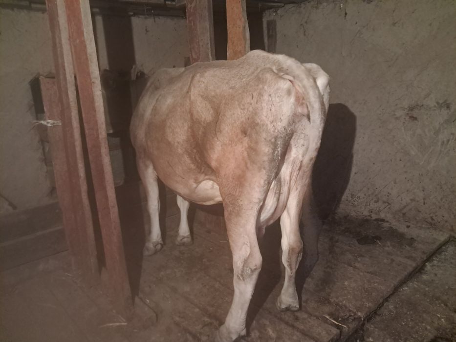 Продаются коровы