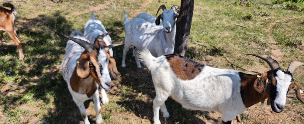 Capre  boer oferta !
