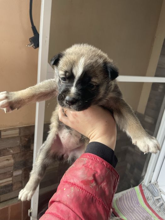 Cățeluși pentru adopție