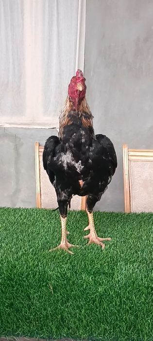 Dakan xoroz sotiladi