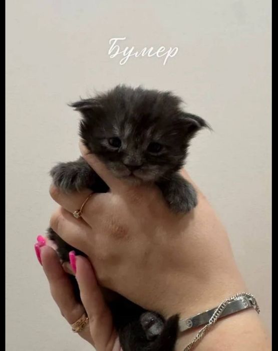 Готовы к брони котята мейнкуна