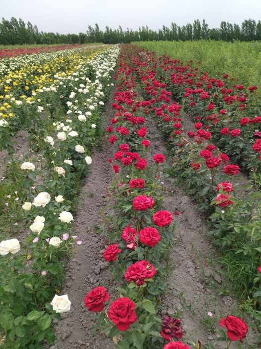 Atirgul роза сортларига гарантия 100