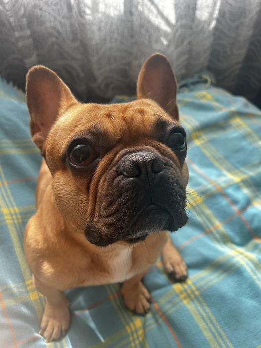 Ищем даму для случки