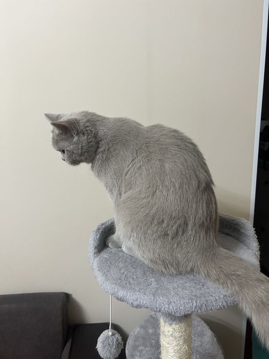 Продам стерилизованную кошку