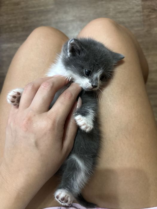 Отдам котят в хорошие руки