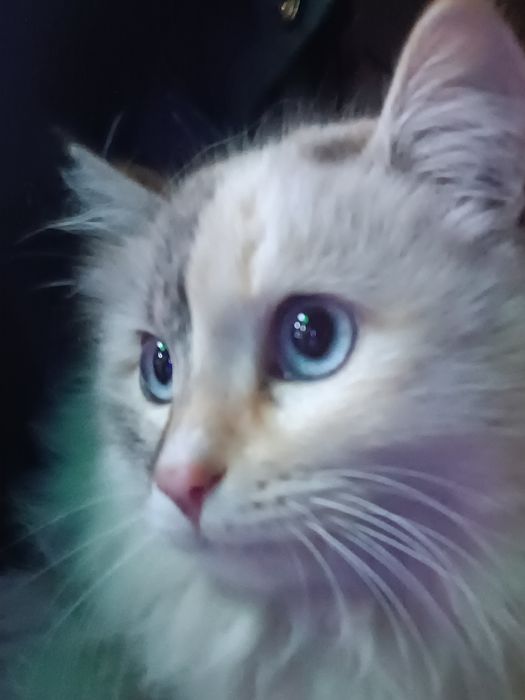 Mushuk sotiladi kelishtrip beraman