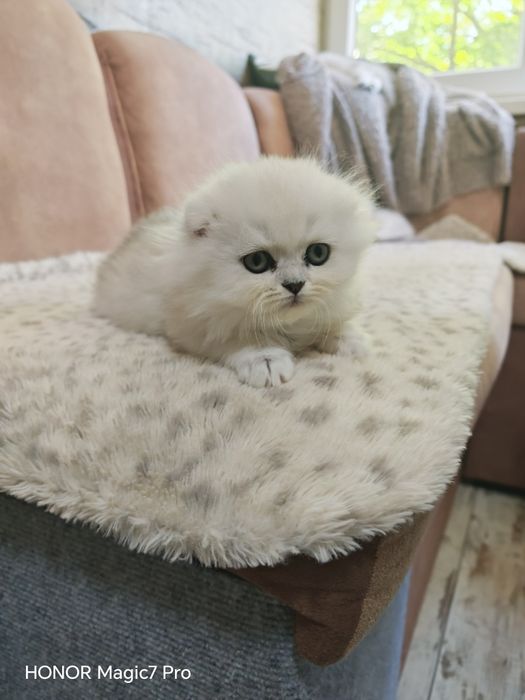 Клепоухи и правоухи сребърни чинчили