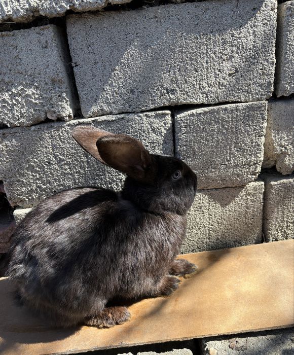 Vând iepuri masculi