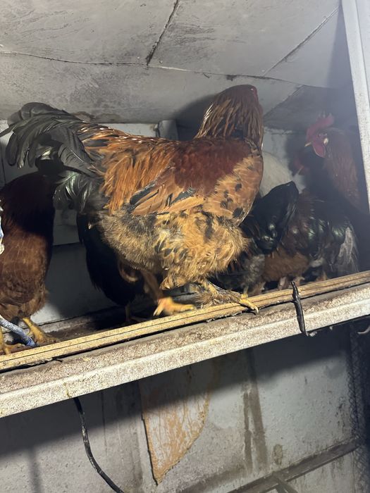 Черный петух ,курица  доставка