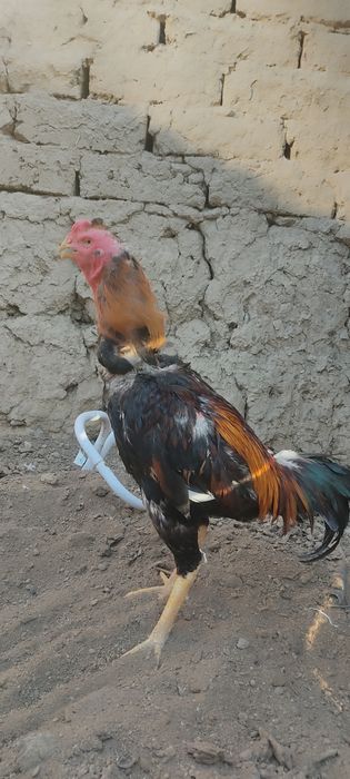 Dakan xoʻrozla sotiladi