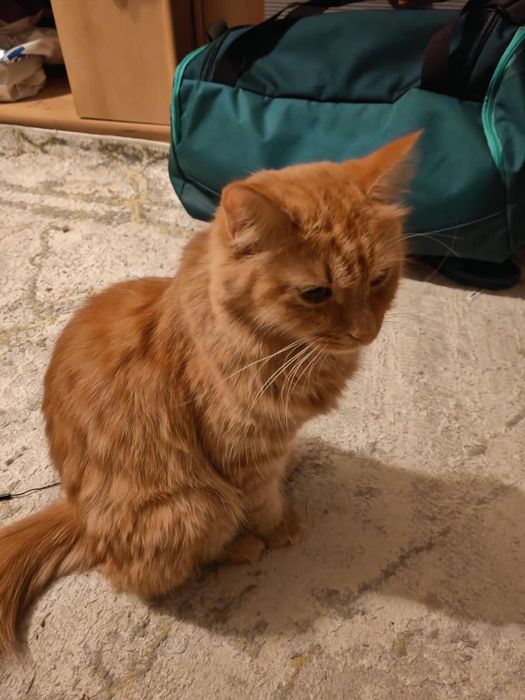 Продаю котят (месяц)
