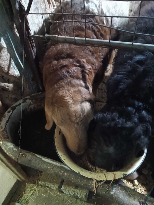 Qoy qoy Turkmen Arashan champion zot xali  bola zot