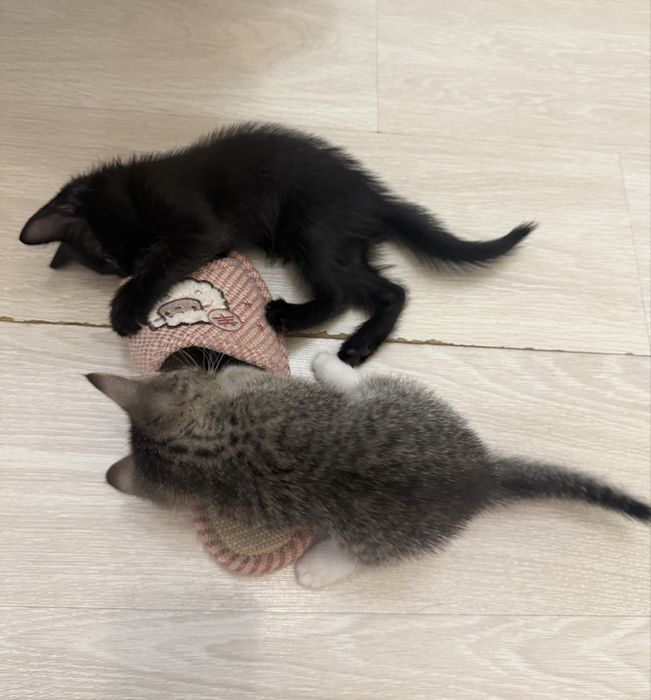 Отдам милых котят