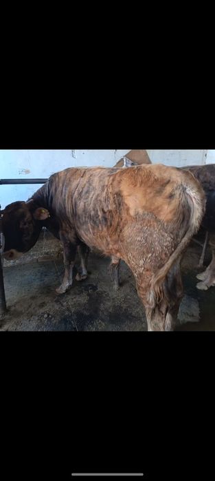 Продам двух годовалых быков