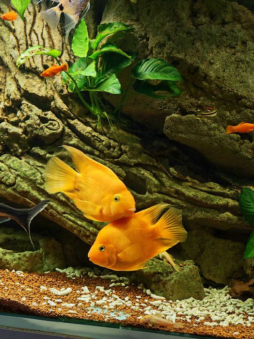 Vând 2 pești papagali mascul și femelă 25-30 cm adulti