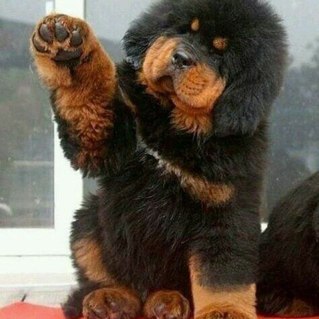 Помогу повязать и развязать Ваших собак