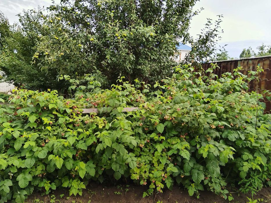 Продам саженцы малины, сирени