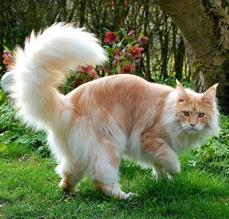 МЕЙН-КУН  " лёвик" - Персиковый Окрас - Крем