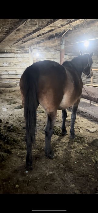 Бие сатылады семыз