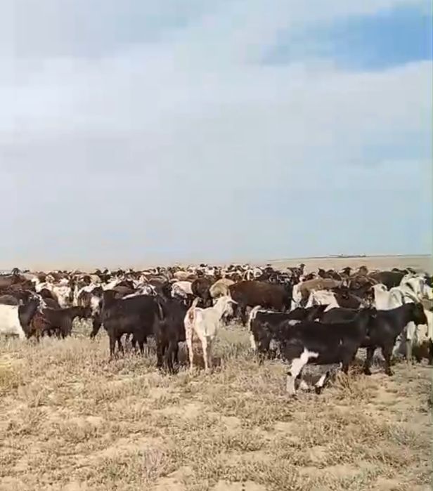100 бас Ешкі сатылады