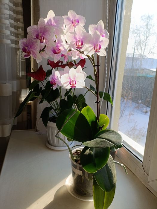 Орхидея фаленопсис