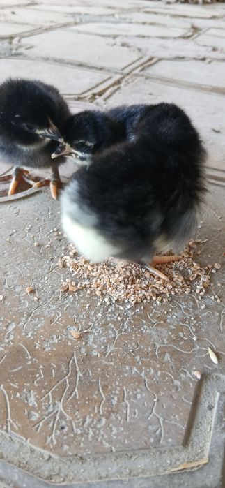 Gigant Qora shahzoda joʻjalari sotiladi