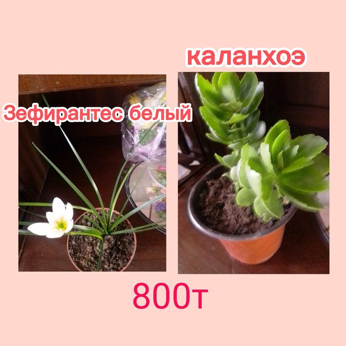 Продам комнатные цветы