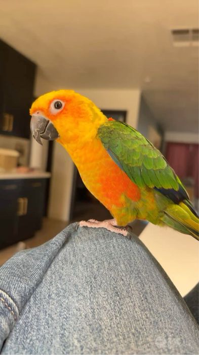 Продаётся Sun Conure (Аратинга), 4 месяца.