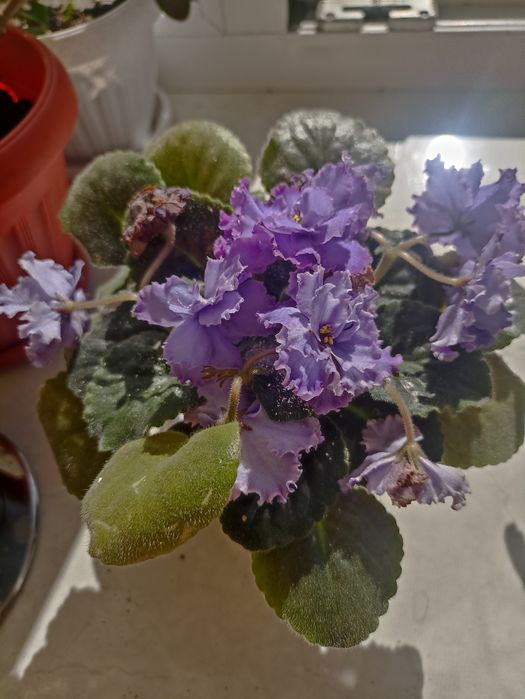 Продам цветы . Разные