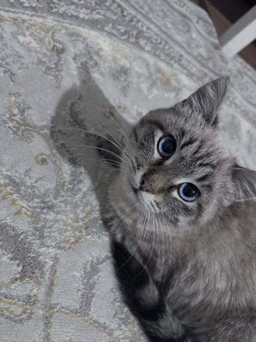 Әдемі үй мысығы сатылады