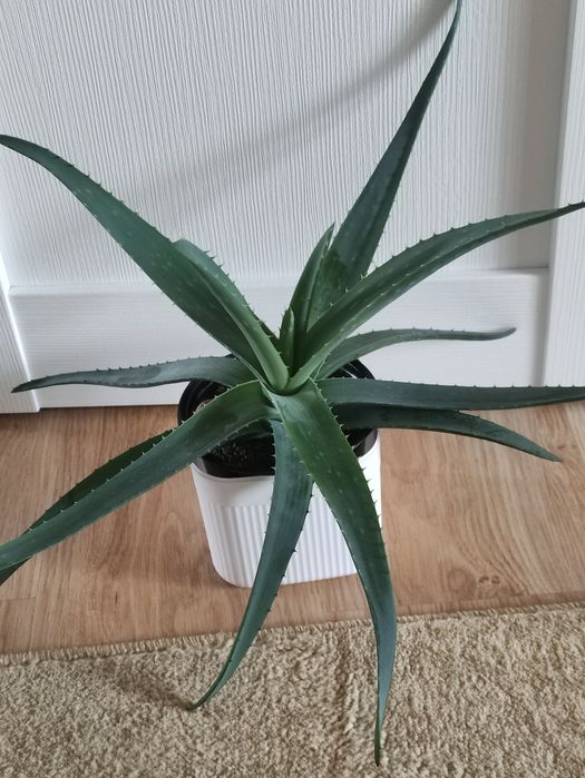 Алоэ 2500        .