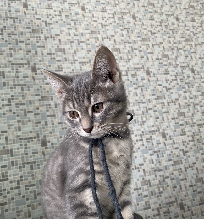 Отдам даром котенка