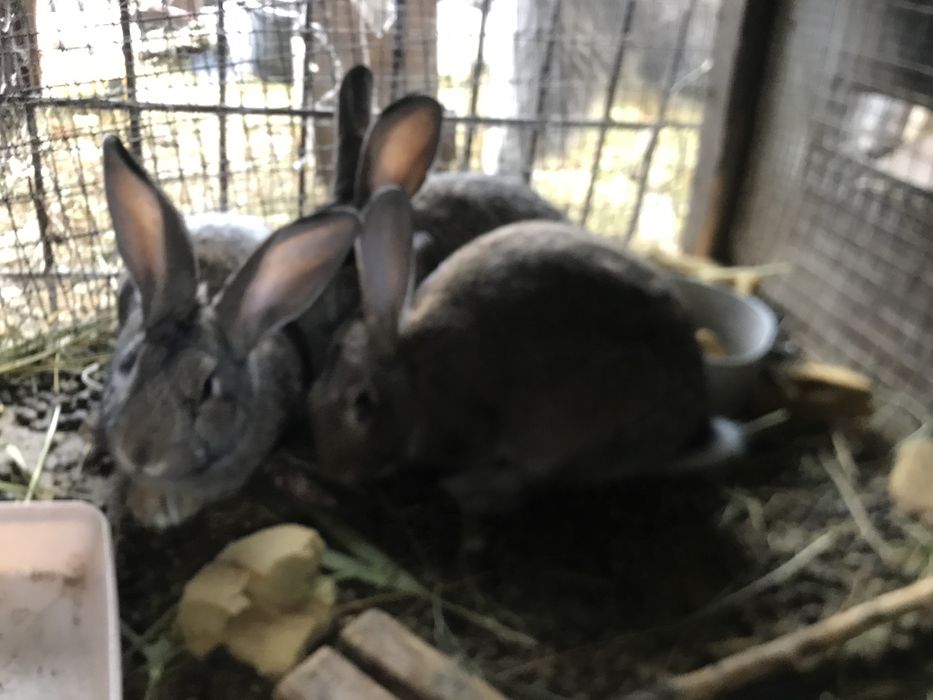 Кролики продам