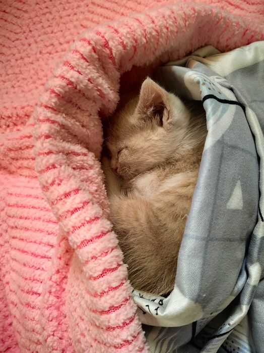Животные котята в добрые руки