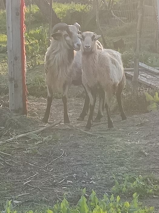 De vânzare oi de Cameroon