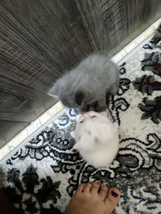 Зотдор мушуклар она болалар
