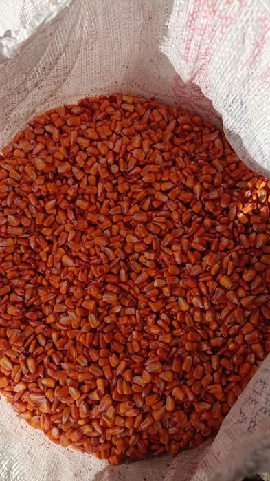 Семена кукурузы. Жүгері. Кукуруза. Ұрықтық жүгері