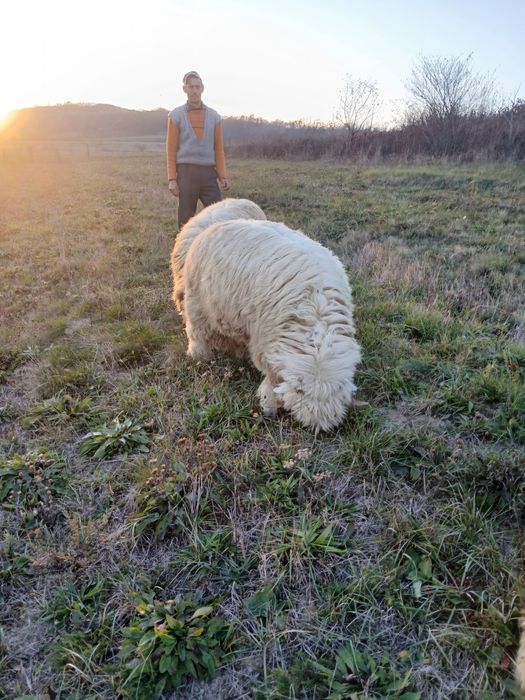 Vand Berbec Bal cu origine