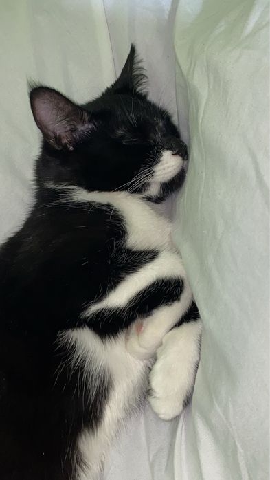 потерялась кошка, помогите найти