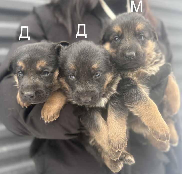 Щенки немецкой овчарки